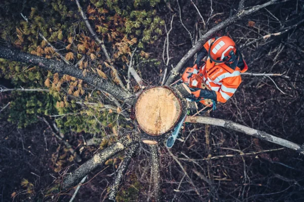 Husqvarna 562XP® G Mark II